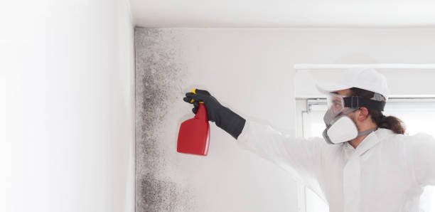 Trusted Stratford Downtown, CT Mold Removal Experts
