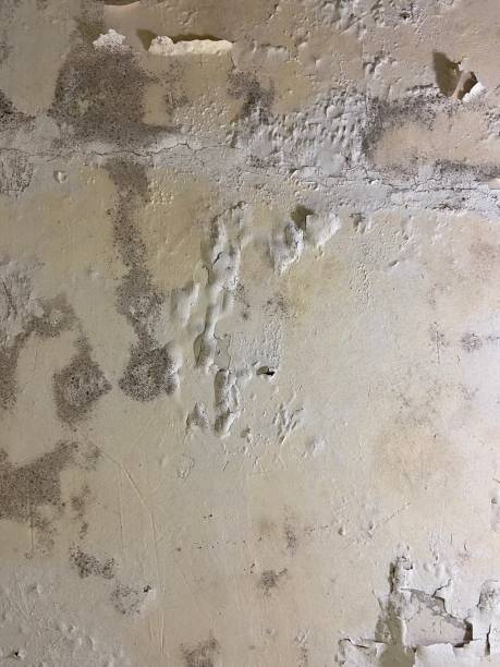 Best Attic Mold Removal  in Stratford Downtown, CT